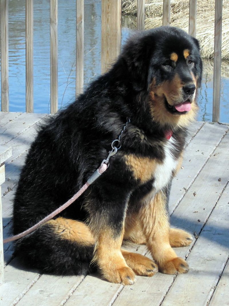 Tibetan Mastiff
