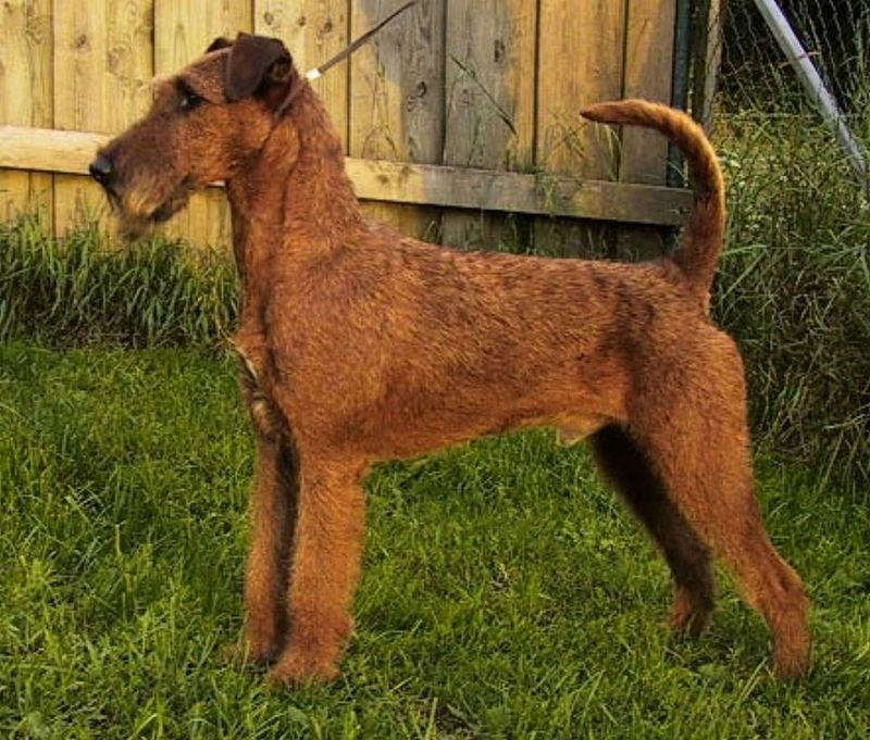 The “My Dog Got Sick From Daycare” Panic Is Surging - 16 Breeds Most Mentioned in Outbreak Posts 17 Irish Terrier