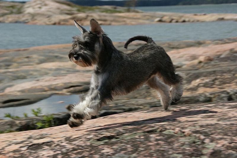 The internet makes one type of dog look unavoidable - Younger owners aren't necessarily following the script 12 Miniature Schnauzer
