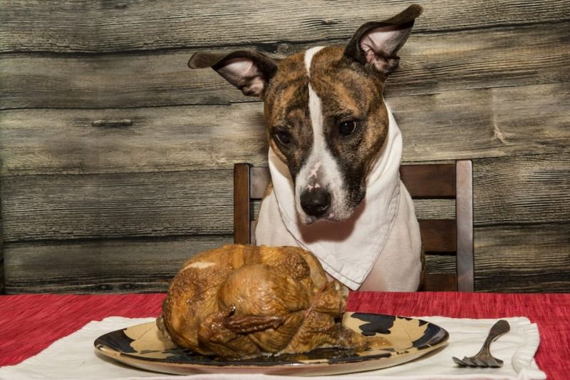 9 Scents Dogs Can’t Stand (And 5 They Absolutely Love) 11 Cooked Chicken