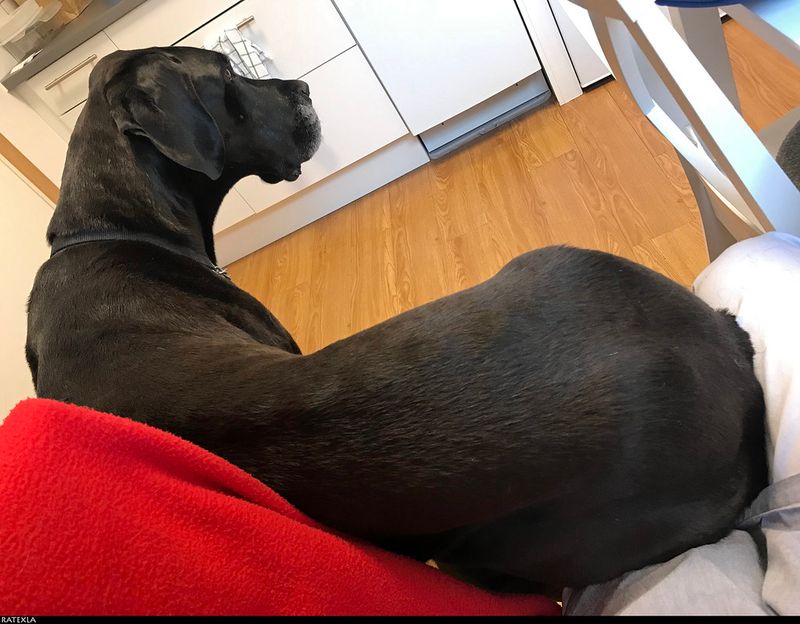 Great Dane's Sit