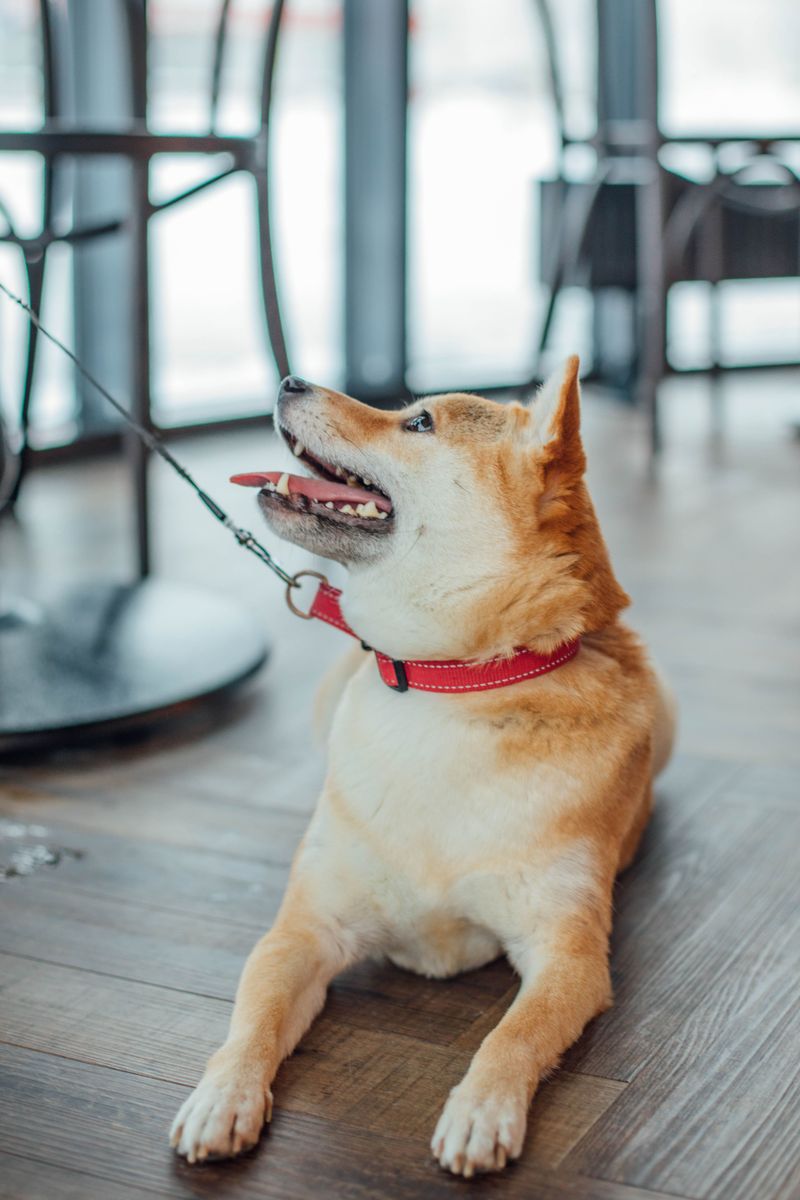 Dogs that seem stubborn during training are often just bored, and these 11 breeds prove it 5 Shiba Inu