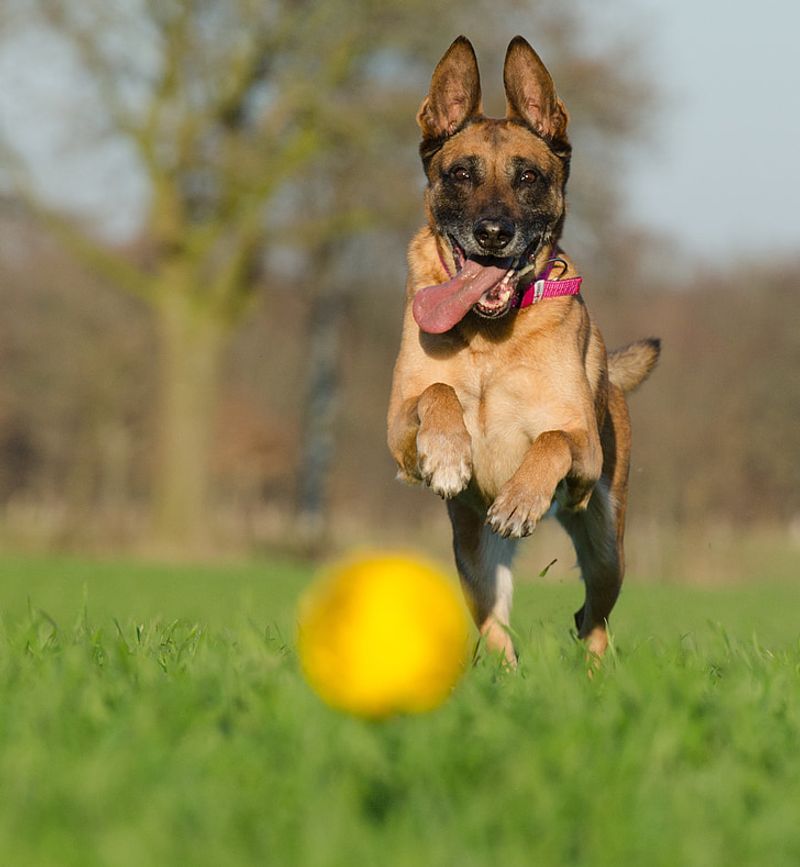 Belgian Malinois