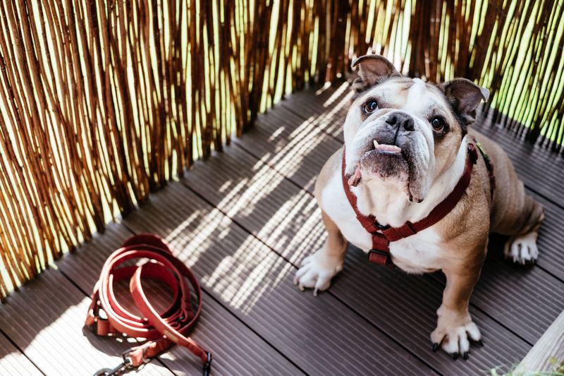 10 dog breeds that won't drag you into a sunrise hiking habit - plus 2 that probably will 8 English Bulldog