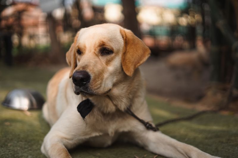 You're stressed, the house is chaotic - but these 11 dog breeds may still be completely unbothered 10 Labrador Retriever: Everyone's Best Buddy