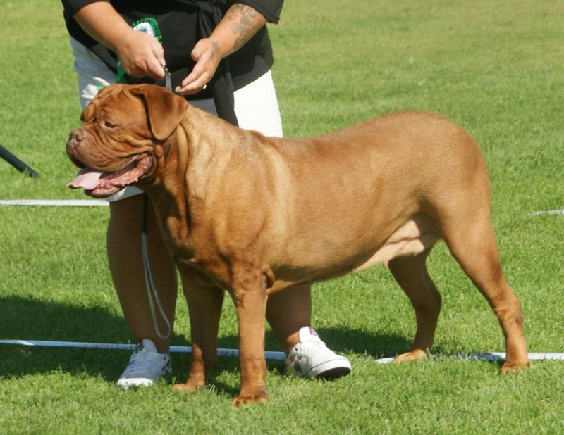 26 Bulldog Breeds Recognized for Their Strength and Endurance 17 Dogue de Bordeaux