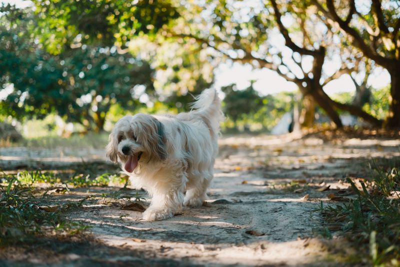 Some dogs want space when it's time to sleep - These breeds may keep moving closer instead 5 Havanese