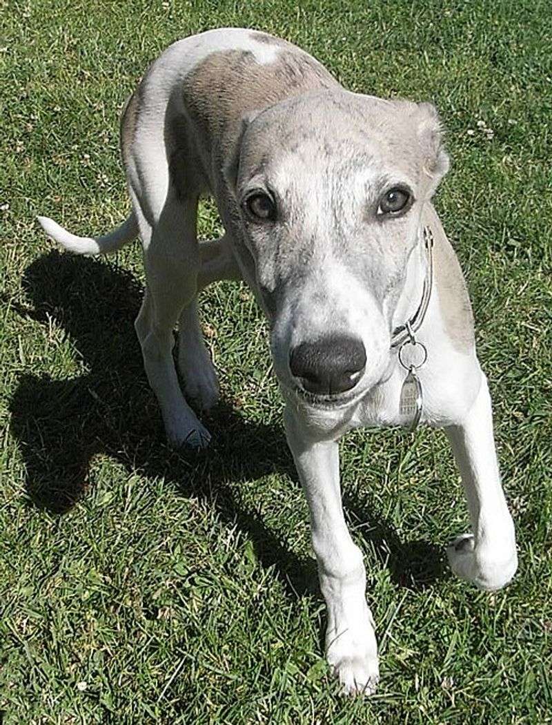 Whippet