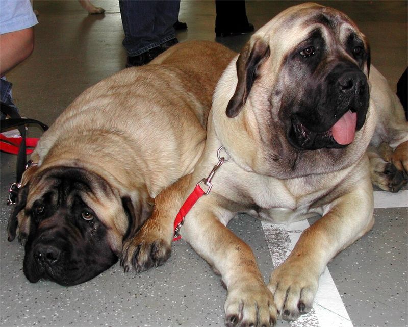11 large dog breeds with intimidating appearances and affectionate personalities 8 Mastiff