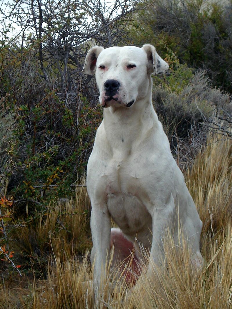 25 Fearless Dog Breeds That Take Home Security Seriously 14 Dogo Argentino