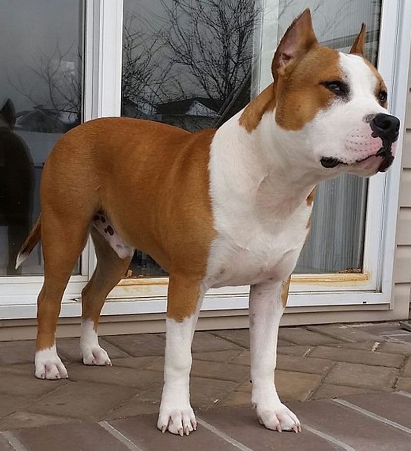 American Staffordshire Terrier - big smile, bigger heart