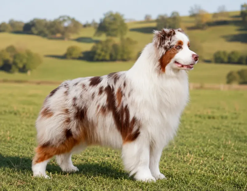 Australian Shepherd
