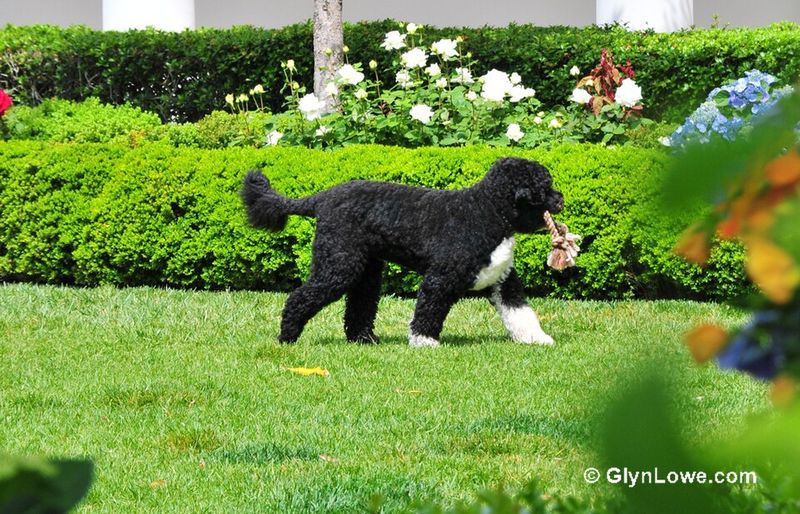 These 10 balanced dog breeds switch from excitement to relaxation with impressive ease - plus 2 adaptable companions 7 Portuguese Water Dog