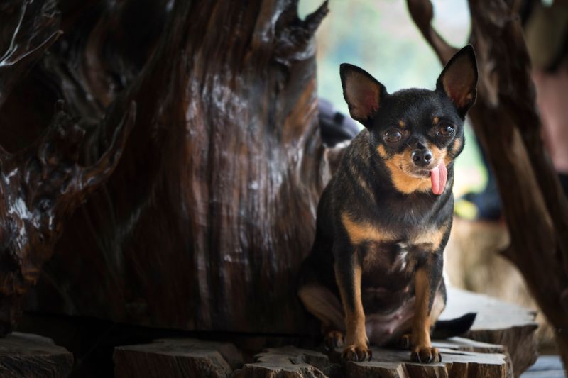 12 dogs that may appreciate a predictable household - plus 2 that enjoy shaking things up 3 Chihuahua