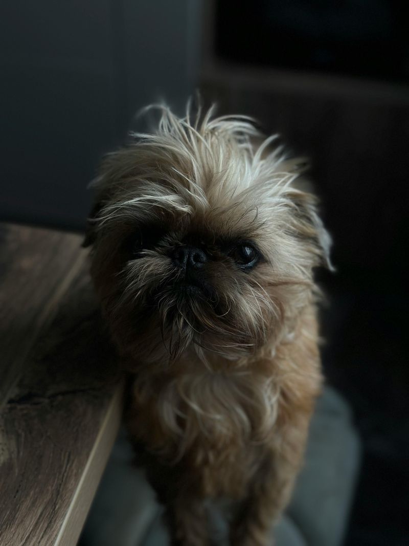 13 tiny companion dogs people instantly fall emotionally attached to 13 Brussels Griffon