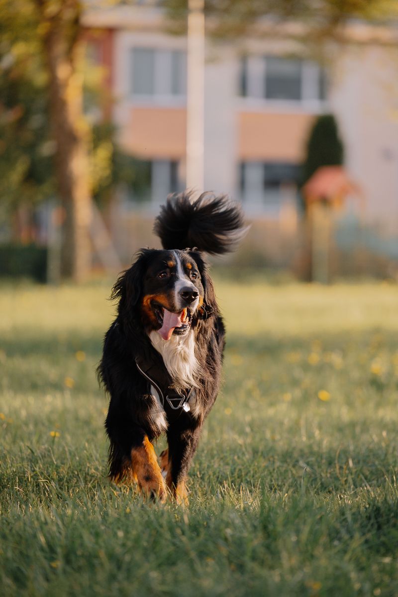 Warm weather isn't equally safe for every dog - and these breeds prove why 8 Bernese Mountain Dog