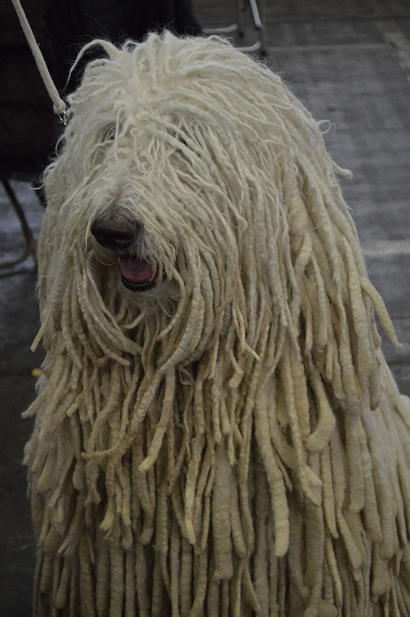 Komondor