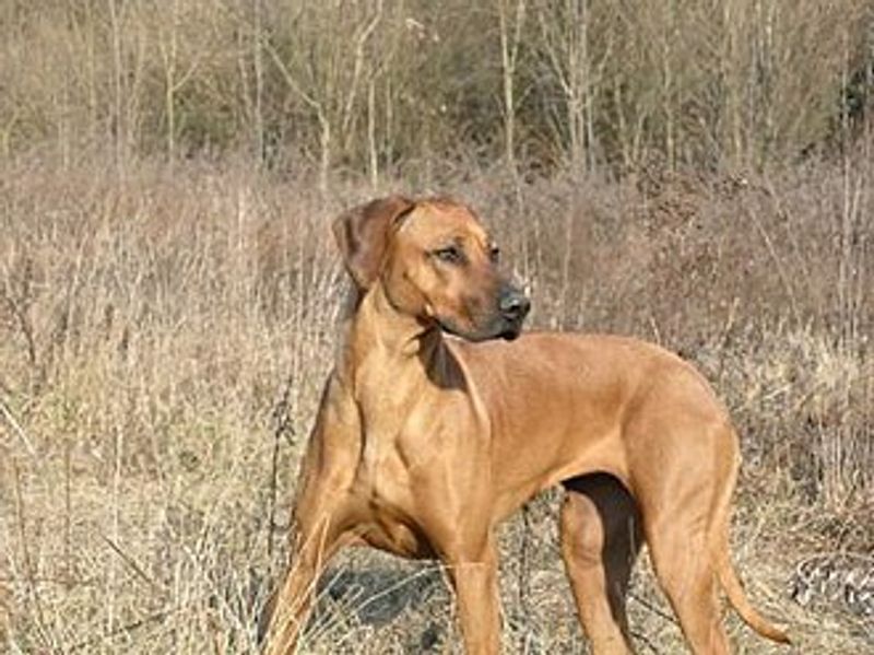 Rhodesian Ridgeback