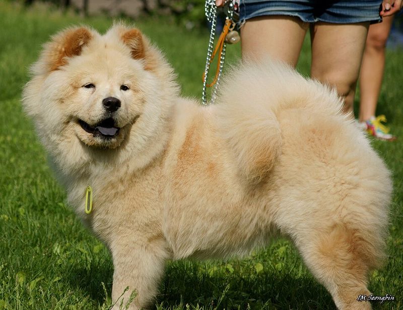 Living with these dog breeds can be incredibly rewarding - If you're ready for the challenge 10 Chow Chow