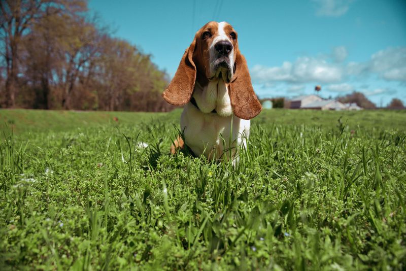 These dog breeds aren't lazy - they simply know when their energy is worth using 5 Basset Hound