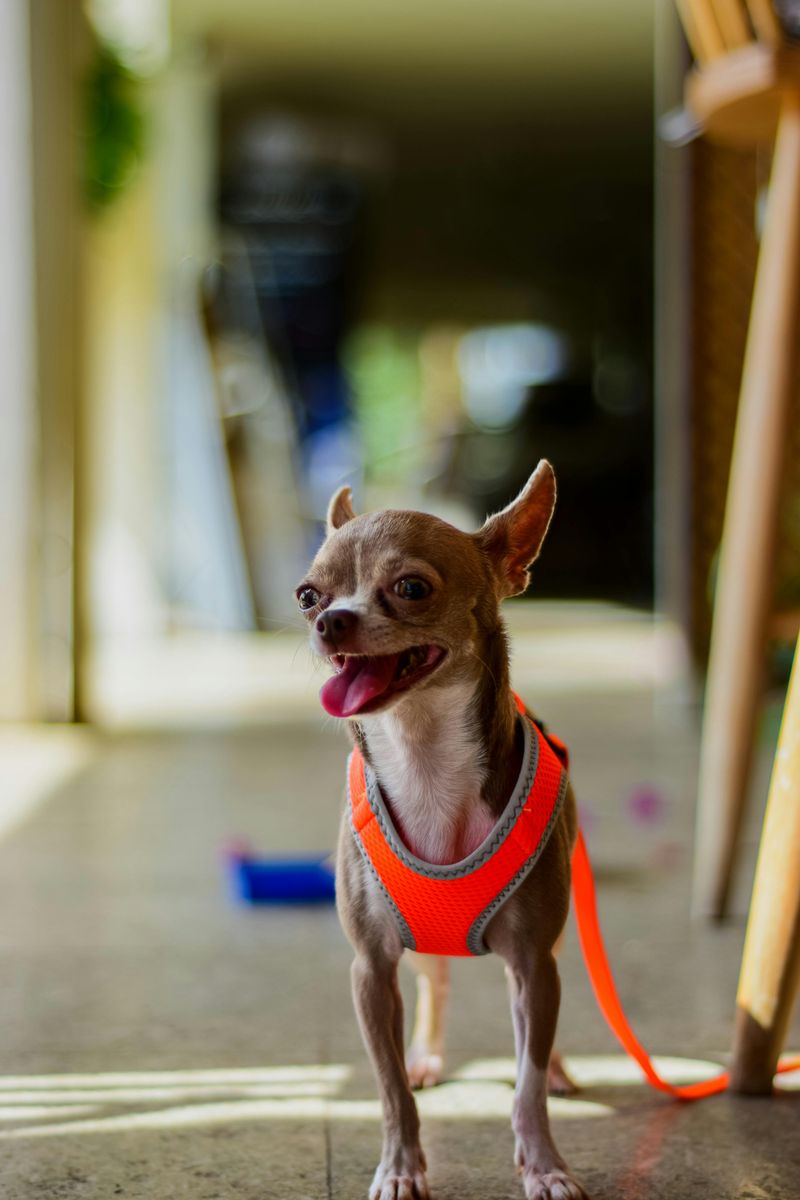 The “Dog-Friendly Patios Are Out Of Control” Argument Is Trending - 15 Breeds Most Mentioned in Restaurant Rants 8 Chihuahua