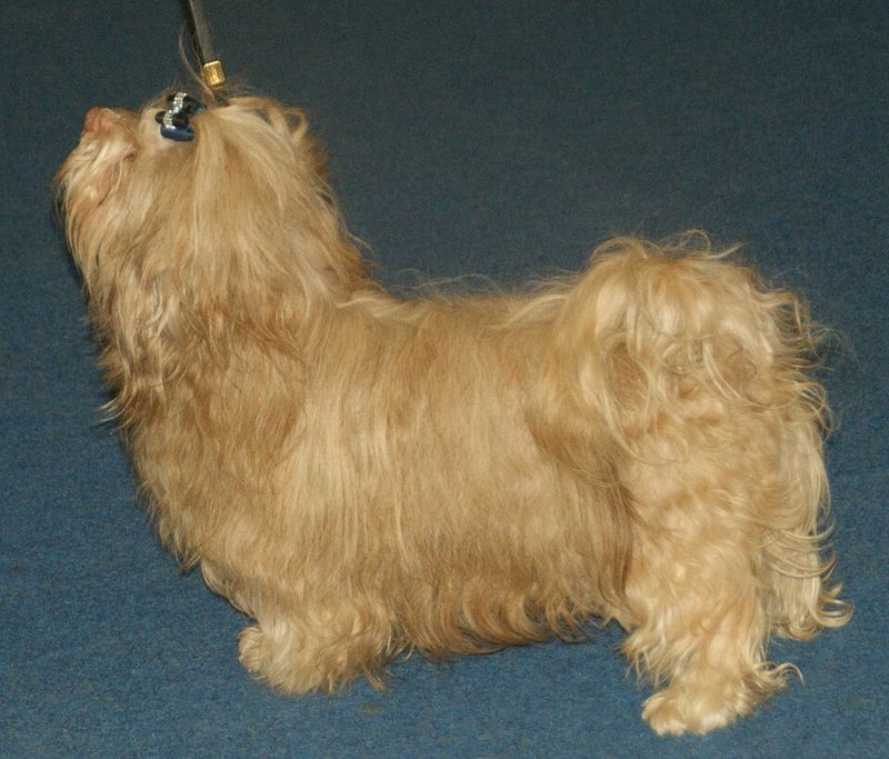 Russian Tsvetnaya Bolonka