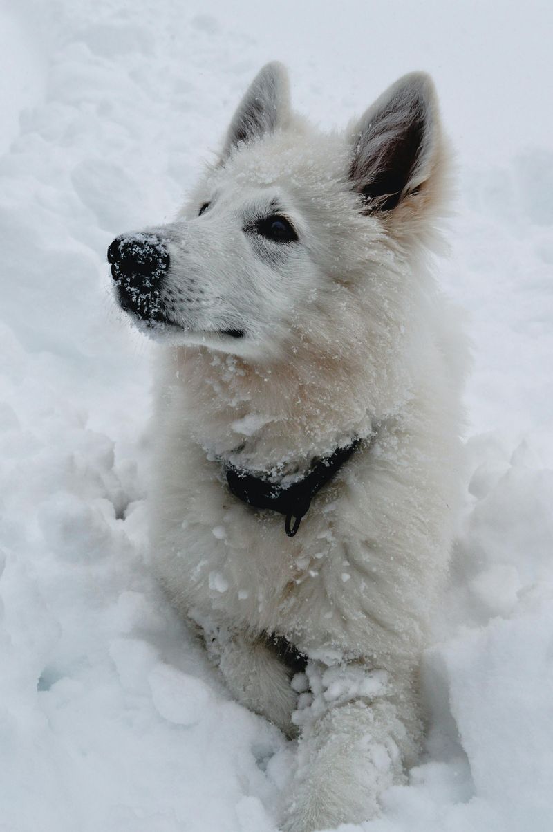 White Swiss Shepherd