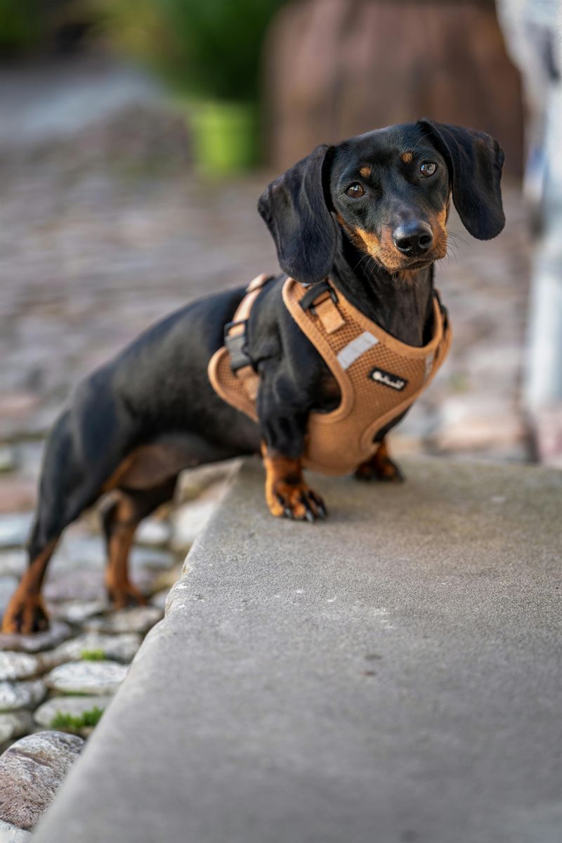 Dachshund