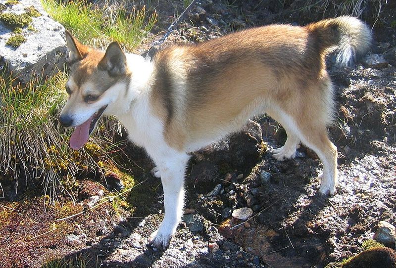 10 dog breeds so weird-looking most people assume they’re fake at first glance 11 Norwegian Lundehund