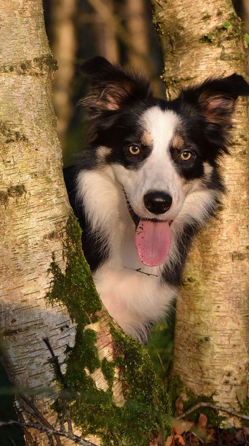 Border Collie