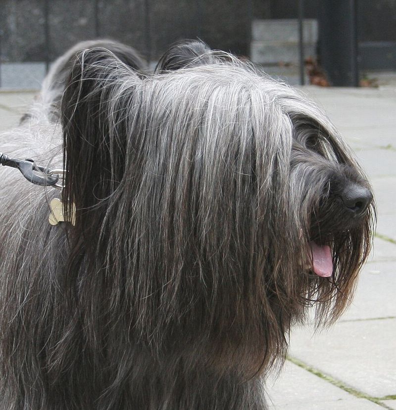 Skye Terrier
