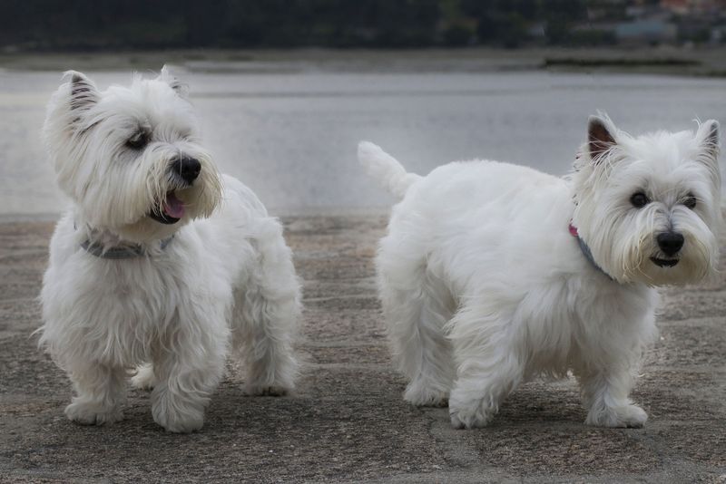 11 small breeds that consistently earn respect from large-dog fans 10 West Highland White Terrier