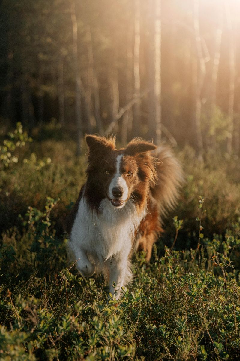 Border Collie