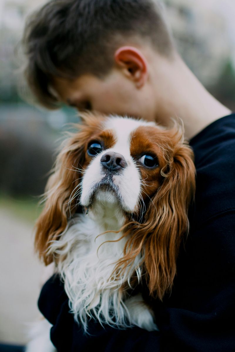 10 deeply attached dog breeds that stay glued to their humans constantly 8 Cavalier King Charles Spaniel