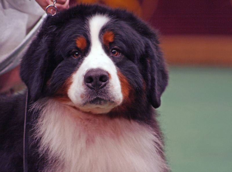 How much would you pay for a puppy? These breeds can push that answer surprisingly high 11 Bernese Mountain Dog