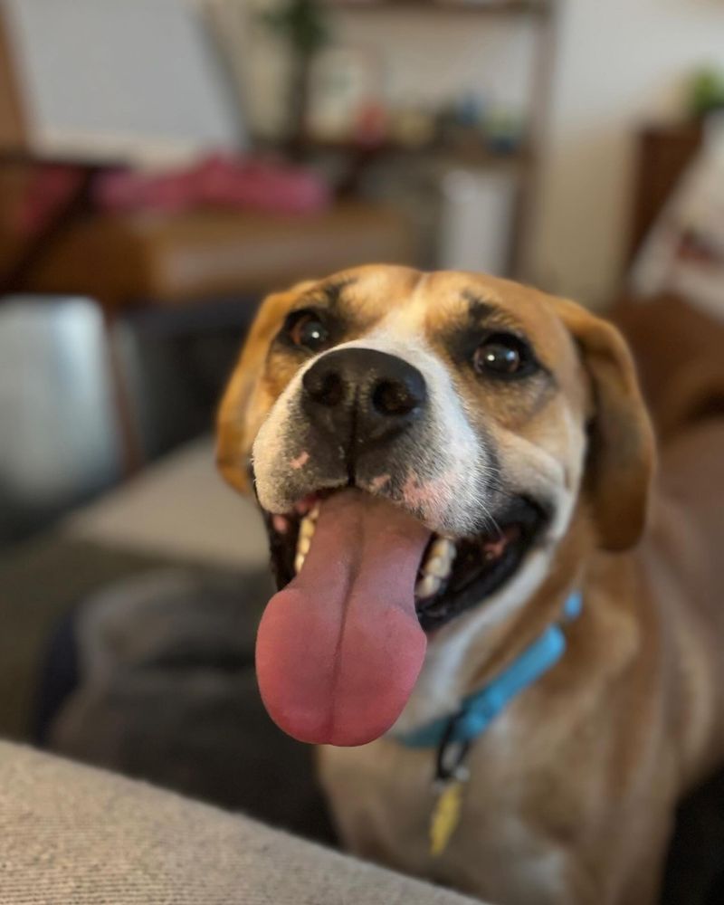 A few famous mixes dominate attention - These unusual combinations barely get mentioned 5 Bogle - Beagle × Boxer