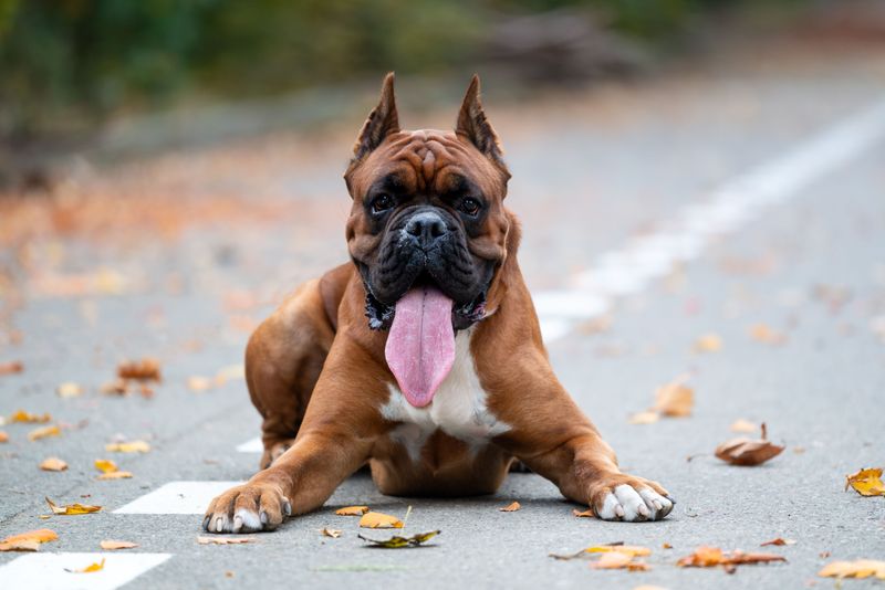 Boxer: Playful Clown, Heat-Sensitive Face