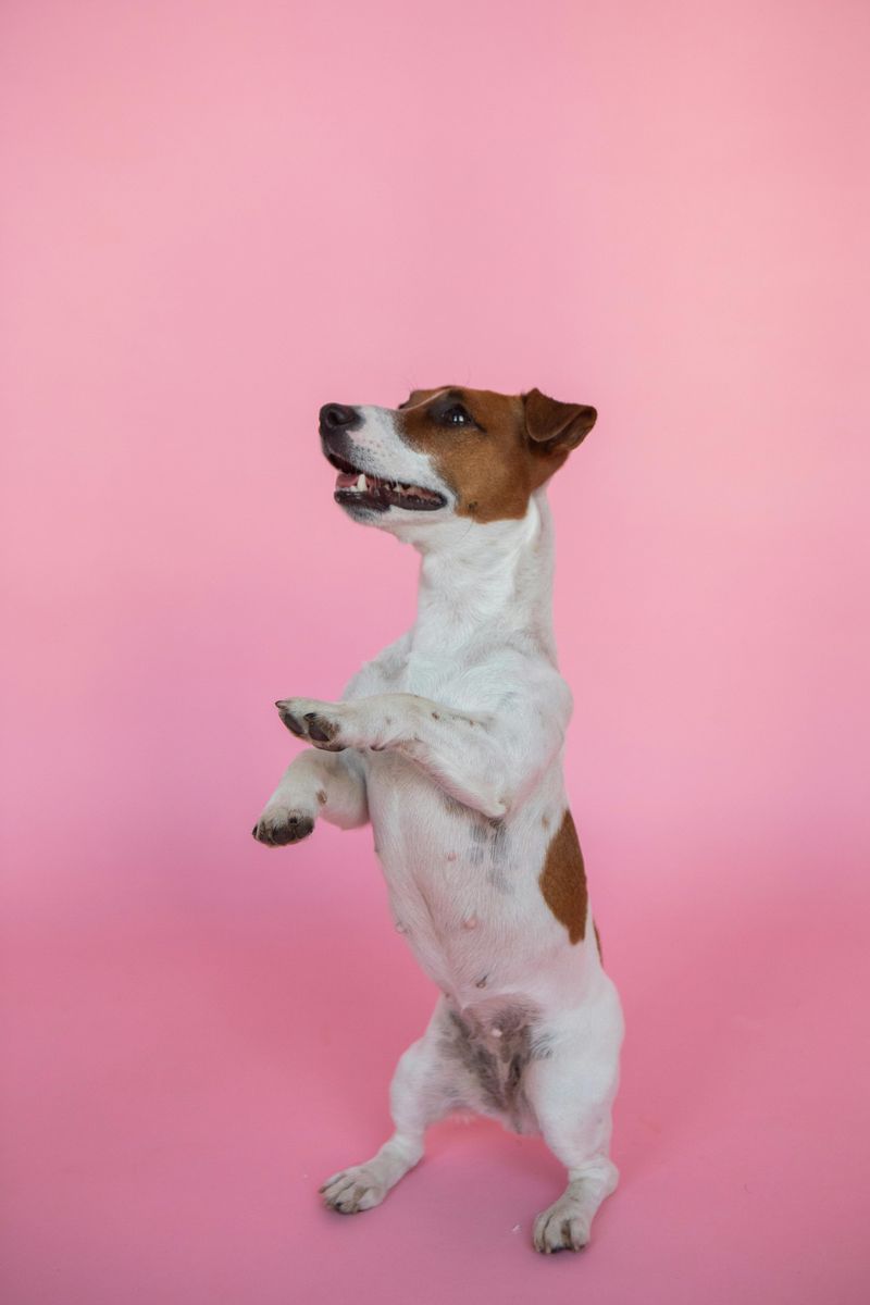 25 Dog Breeds with the Biggest and Most Expressive Personalities 2 Jack Russell Terrier