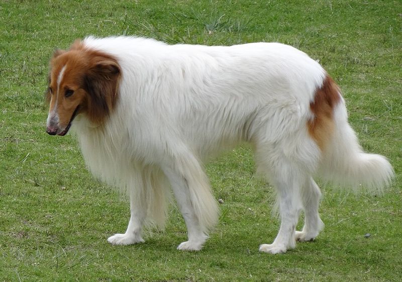 Rough Collie