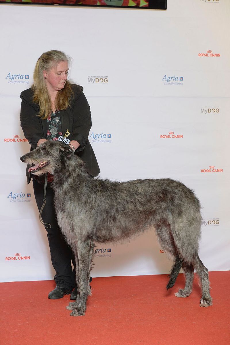 Scottish Deerhound