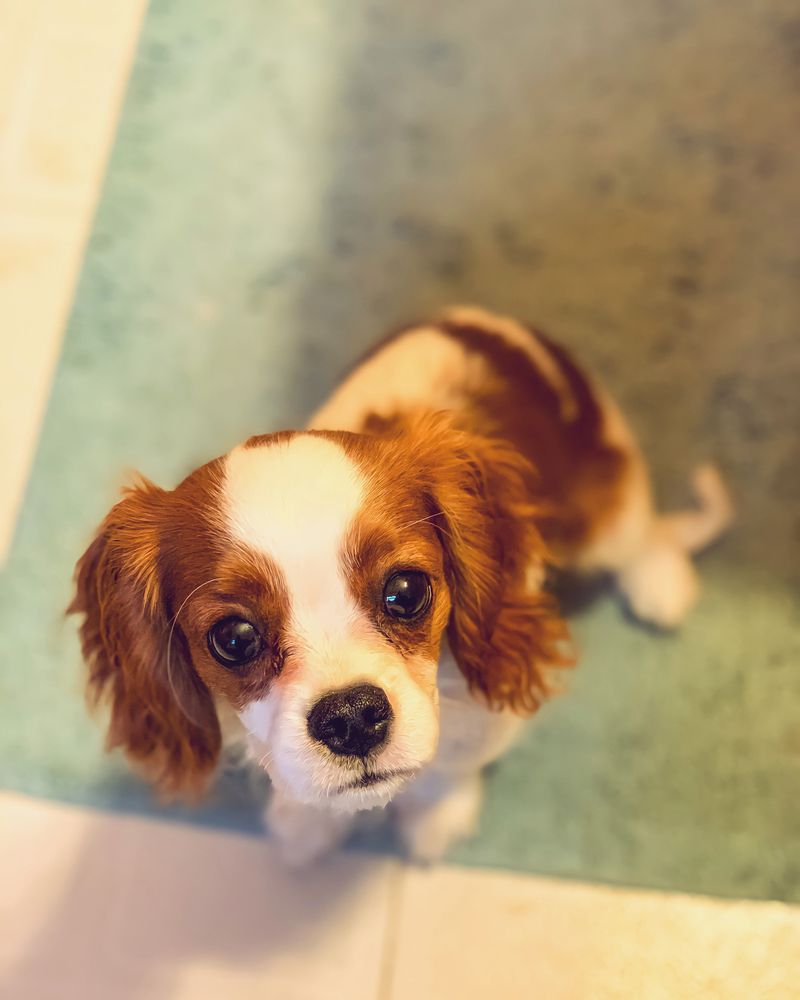 Some dogs check in occasionally - These breeds can turn staying nearby into part of the daily routine 12 Cavalier King Charles Spaniel