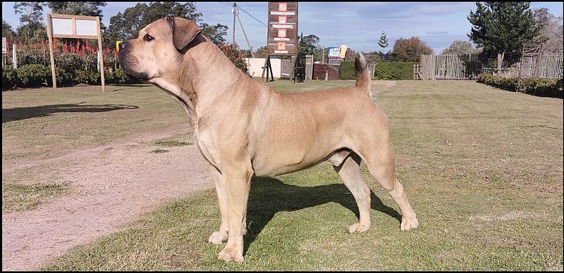 13 guard dog breeds that make intruders think twice and owners sleep easier 8 Boerboel