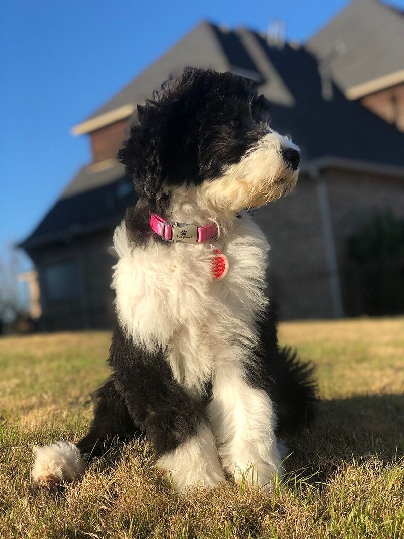 Sheepadoodle