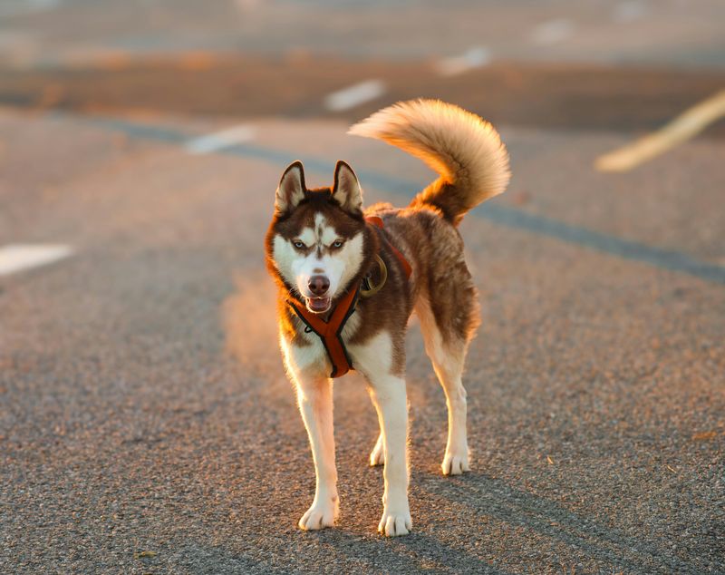 Siberian Husky