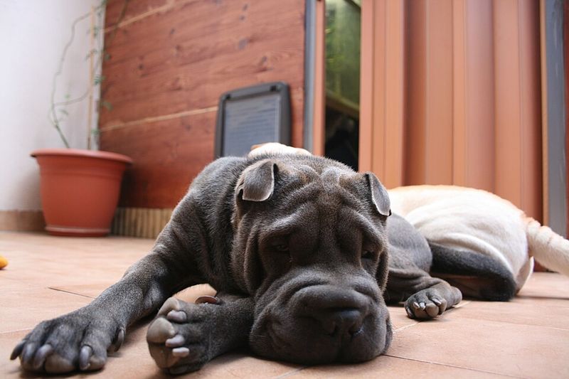 Shar Pei