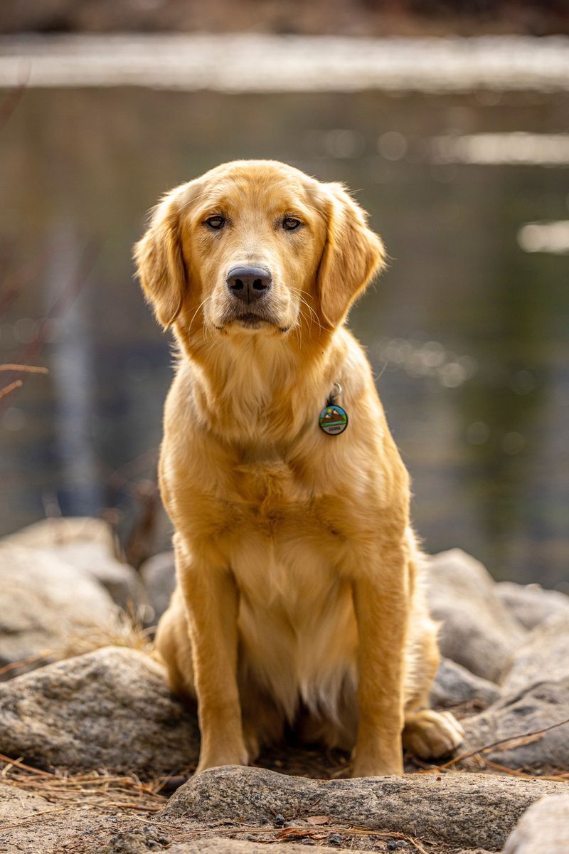 The dog breeds most affected when you're away 6 Golden Retriever