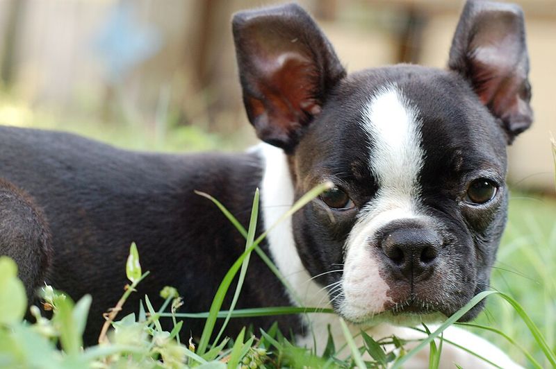 13 calm companion dogs that bring comfort, routine, and joy in your 70s 9 Boston Terrier