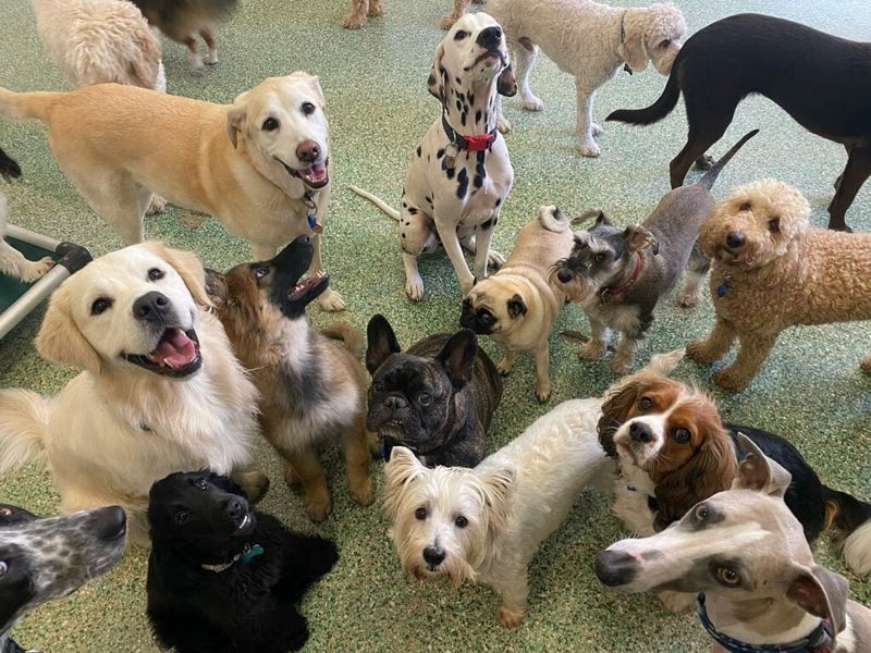 Not every match works - these 11 dog breed pairings can be tough to manage together 12 Dalmatian + Very calm indoor breeds (e.g. Pug)