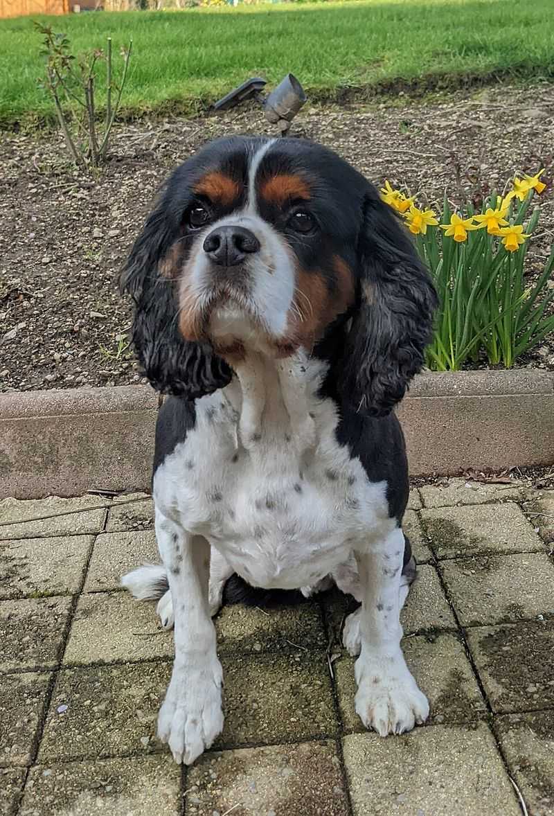 Cavalier King Charles Spaniel