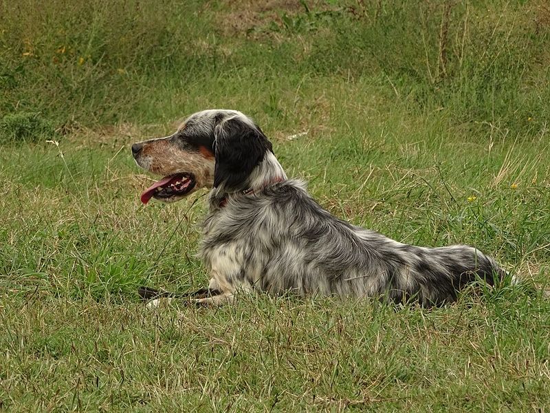 The front door closes and the hardest part of the day may begin for these highly social dog breeds 11 English Setter